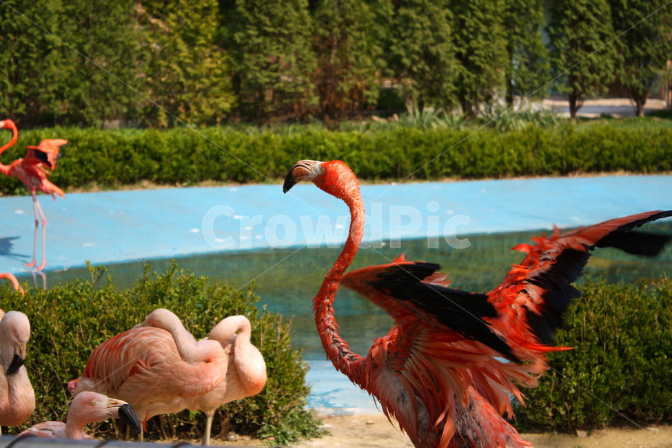 홍학,플라밍고,flamingo,새,bird,동물,animal,조류,새,birds