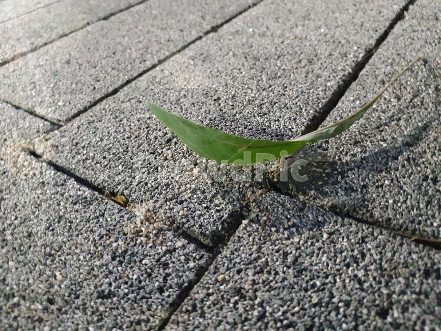 나뭇잎,도로,green,leaf,road
