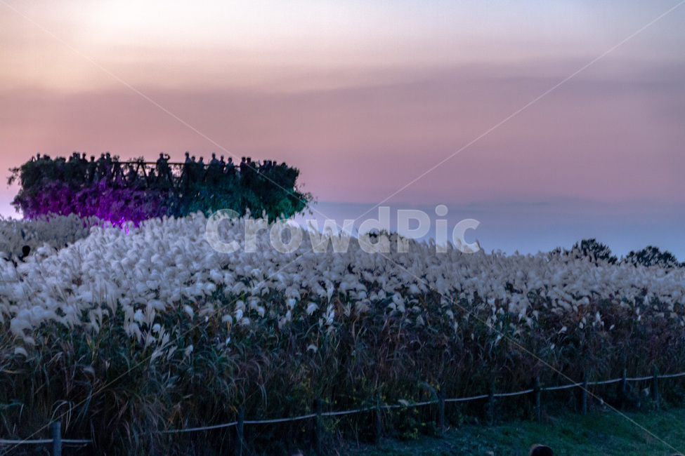 잔디,식물,억새,grass,plant,가을,계절,fall,autumn,season,식물,자연,plants,nature