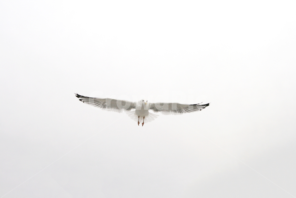 갈매기,새,날개,조류,동물,깃털,날다,자연,animal,bird,하늘,누끼,동물,animal,조류,새,birds
