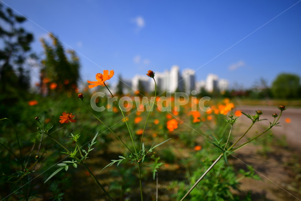 가을,코스모스,꽃,야생화,자연,공원,가을,계절,fall,autumn,season,식물,자연,plants,nature,꽃,flower,field,들,grassland,목초지,outdoors,옥외,farm,농장,rural,농촌,meadow