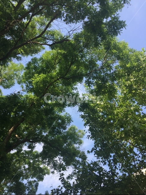 파란하늘,나무,초록색,여름,시원함,자연,풍경,nature,landscape,tree,plant,식물,tree trunk,나무 줄기,vegetation,초목