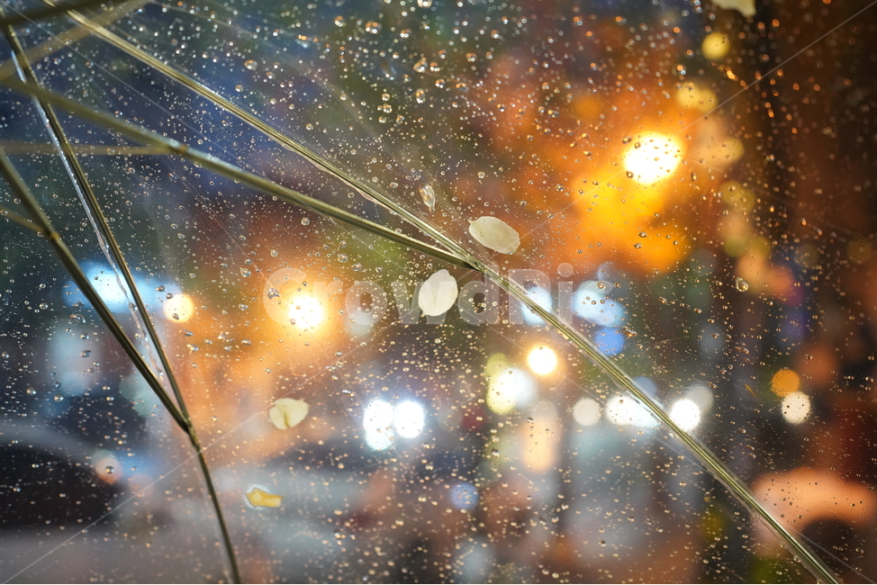 우산,야경,벚꽃,벚꽃우산,nightview,봄,계절,spring,season,야경,밤,풍경,nightscape,night,landscape,비,비오는날,rain,rainy,flare,플레어,light,빛