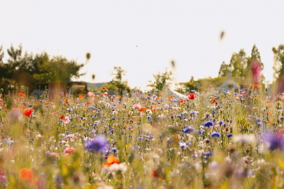 꽃,노을,사진,수레국화,축제,감성,자연,풍경,nature,landscape,감성,sensible,feeling,outdoors,옥외,grassland,목초지,field,들,farm,농장,rural,농촌,meadow