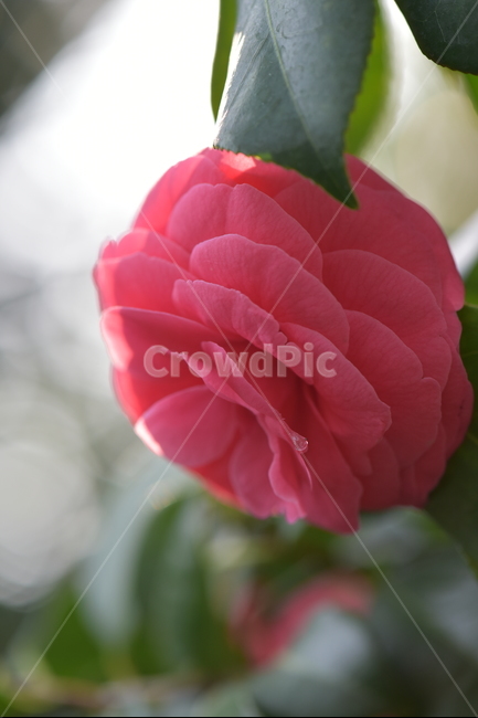 동백꽃,camelliaflower,설중사우,동백화,산다화,조매화,사랑,김유정,소설,식물,자연,plants,nature,꽃,flower