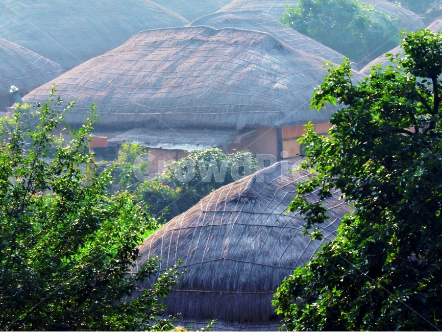 초가집,아침,햇살,여름,나무,한국전통,한국문화,korean traditional,korean culture,건축물,건물외관,exterior,building,structure,architecture,construction