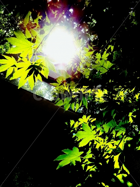빛,단풍나무,식물,환영,환상,식물,자연,plants,nature