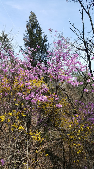 진달래,봄,진달래꽃,꽃,개나리,산,봄꽃,봄산,봄향기,향기,식물,자연,plants,nature,꽃,flower