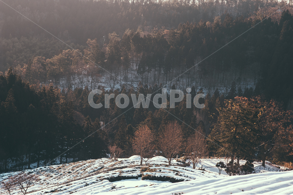 tree,나무,plant,식물,fir,전나무,abies,아비,풍경,자연,겨울,계절,winter,season