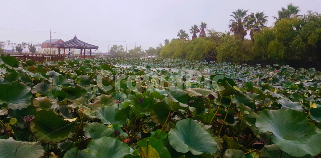 연잎,초록,비,식물,plant,안개,자연,풍경,nature,landscape,outdoors,옥외