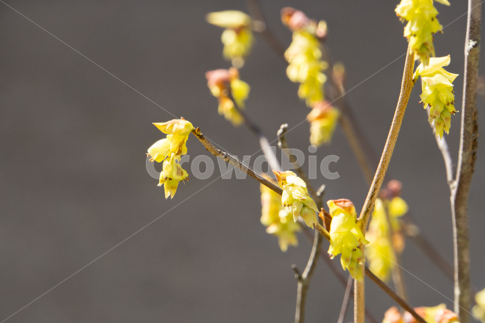 봄꽃,봄,노랑,근접촬영,나무가지,봄,계절,spring,season,식물,자연,plants,nature,꽃,flower,plant,blossom