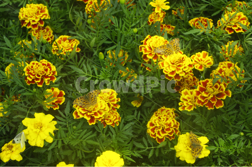 꽃,꽃밭,나비,곤충,bug,betterfly,wing,flower,식물,자연,plants,nature,꽃,flower,동물,animal,곤충,벌레,insect,bug