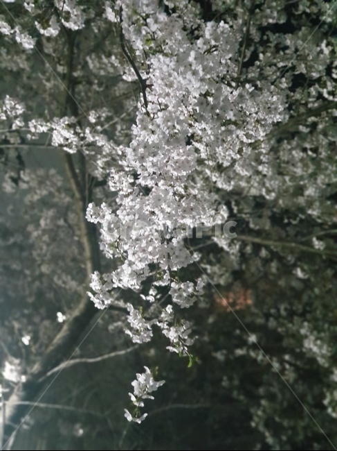 꽃,봄,분홍,배경,야경,벚꽃,밤,spring,풍경,night