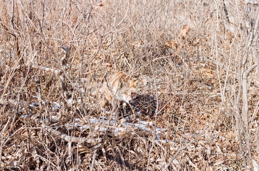 여우,붉은여우,동물,포유류,야생,야생동물,animal,fox,동물,animal,포유류,mammal