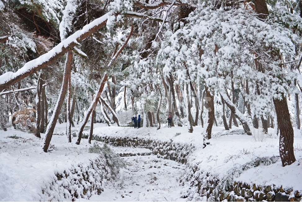 person,사람,human,인간,tree,나무,plant,식물,nature,자연,outdoors,옥외,winter,snow,눈,storm,폭풍,blizzard,눈보라,treetrunk,나무줄기,경주,삼릉,삼릉소나무,삼릉솔숲,소나무,솔숲,삼릉설경,솔숲설경,겨울,계절,겨울,계절,winter,season,자연,풍경,nature,landscape