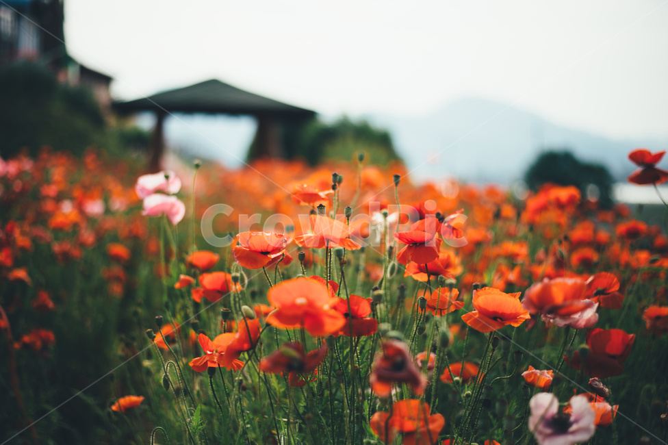 양귀비,봄꽃,빨간꽃,감성적인,분위기있는,식물,자연,plants,nature,꽃,flower,감성,sensible,feeling