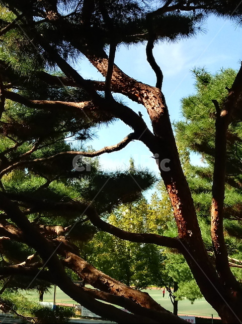 소나무,나무,식물,적송,tree,plant,나무줄기,상록교목,솔나무,송목,육송,송유송,여송,자송,청송,식물,자연,plants,nature,나무,trees,wood