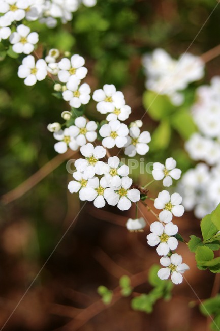 봄,봄꽃,꽃,밥풀꽃,화이트,봄,계절,spring,season,식물,자연,plants,nature,꽃,flower,plant,geranium,제라늄,blossom,petal,꽃잎