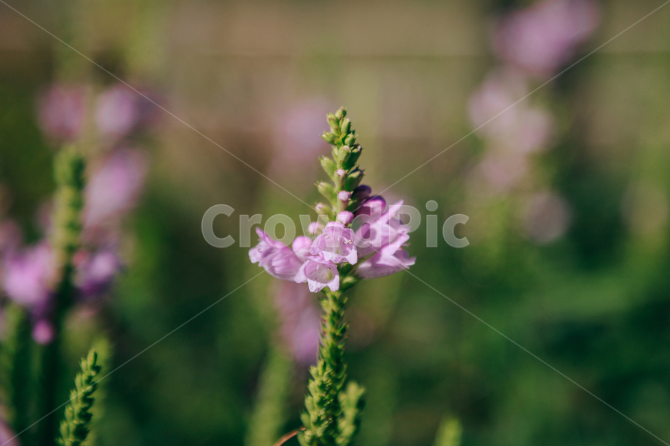 자연,식물,꽃,꽃범의꼬리,초록,보라,flower,식물,자연,plants,nature,꽃,flower