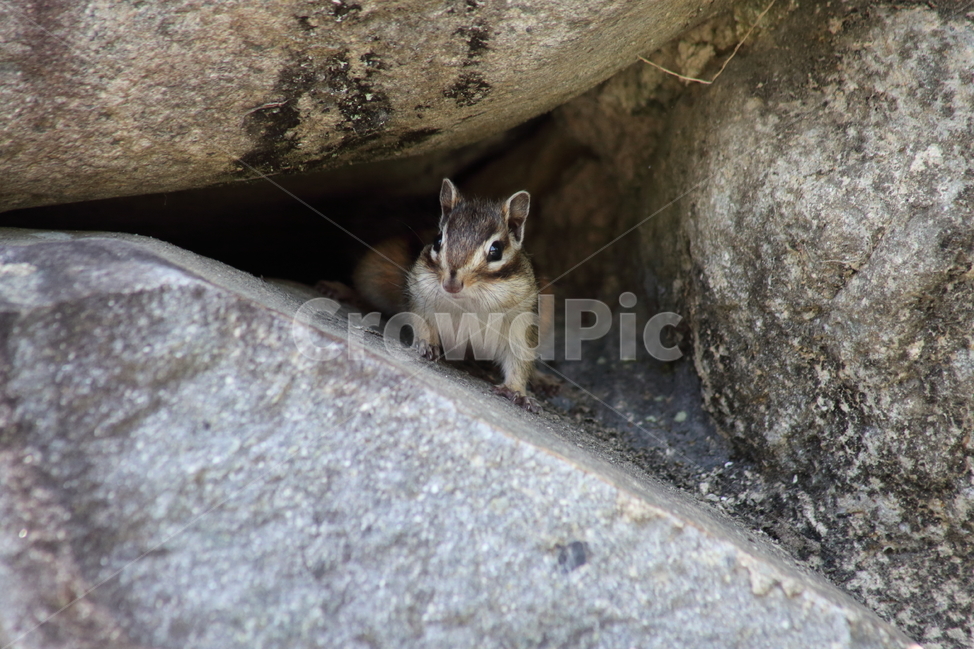다람쥐,줄무늬다람쥐,동물,squirrel,chipmunk,한국다람쥐,Siberianchipmunk