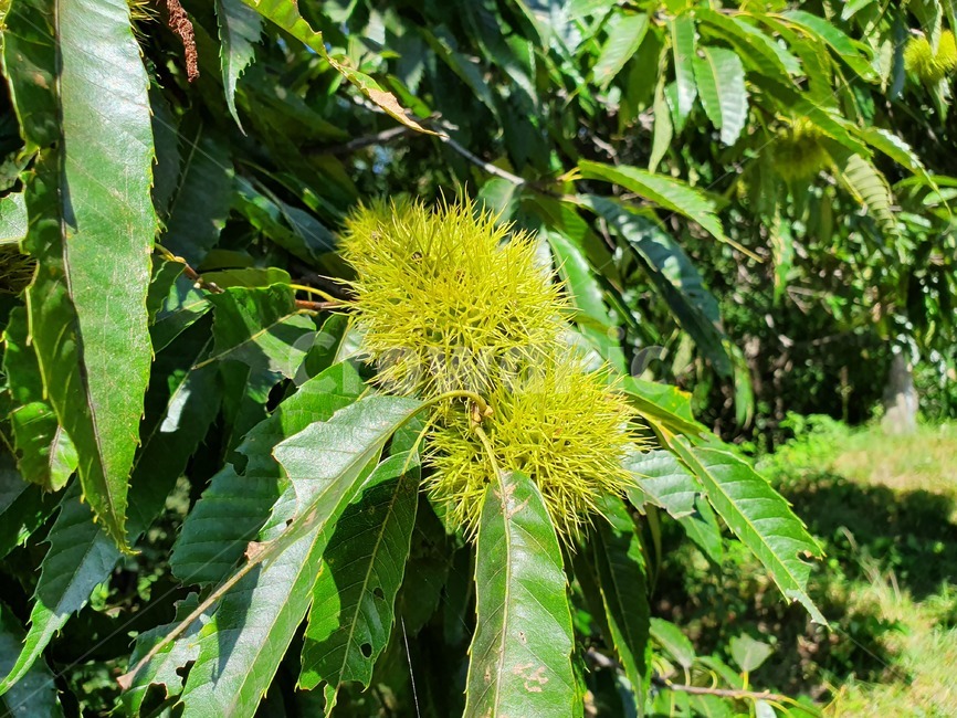 밤,밤송이,chestnut,가시,thorn,식물,plant,가을,fall,autumn,자연,nature,산,견과류,green,과일,열매,fruit