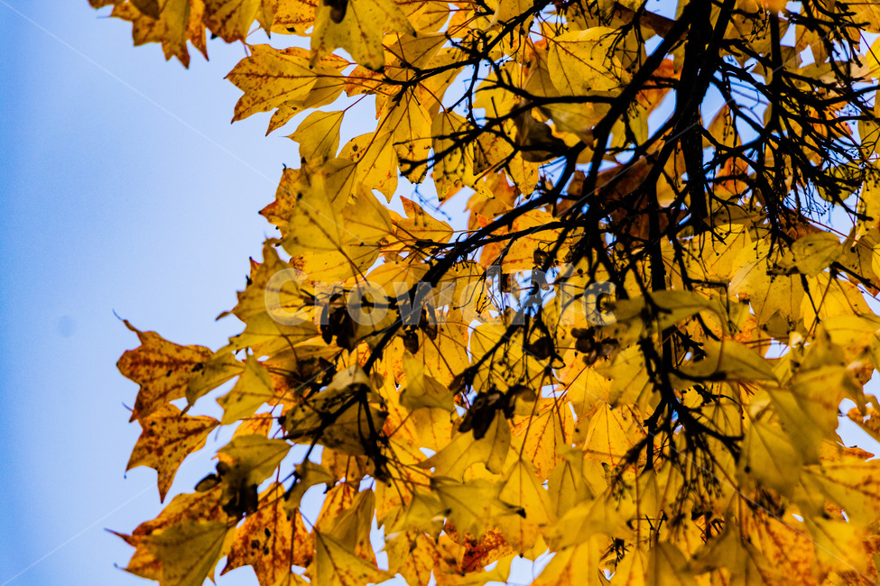 단풍,단풍나무,가을단풍,단풍잎,maple,foliage,가을,계절,fall,autumn,season,plant,식물,leaf,잎,tree,나무