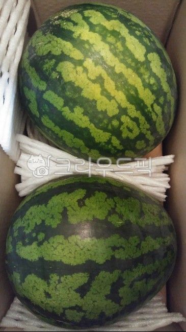 Watermelon for flowering vegetables,delivery box,watermelon headache,Watermelon Hwachae,ShippingWatermelon,watermelon delivery,Seasonal watermelon,watermelon,Watermelon delivery