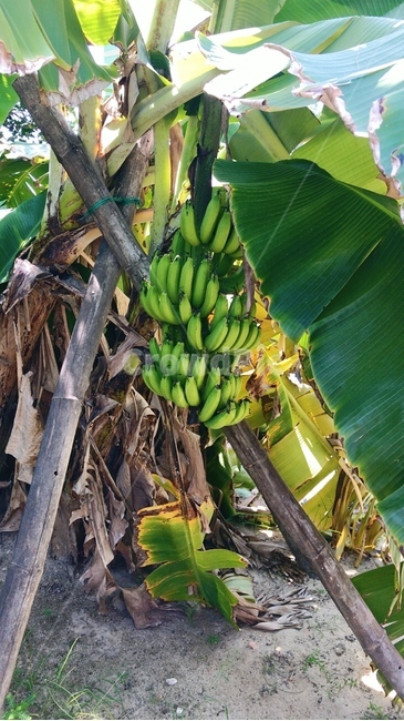 바나나,바나나잎,그늘,휴가,베트남,동남아,여름,banana,bananaleaf,shade,holiday,vietnam,eastasia,summer
