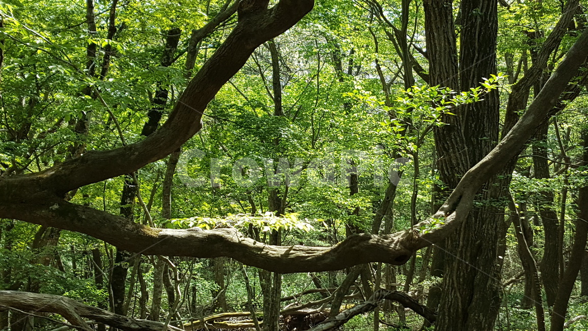 숲,나무,맑음,신비로운,자연,울창한,자연,풍경,nature,landscape,식물,plants,나무,trees,wood,휴식,힐링,rest,relaxation,healing,tree,plant,tree trunk,나무 줄기