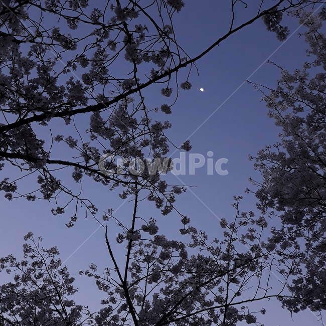 벚꽃,봄,달,나무,저녁,몽환,아련,자연,풍경,nature,landscape,야경,밤,nightscape,night,plant,식물,tree