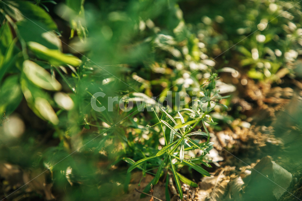나무,풀,초록,잎,나뭇가지,자연,여름,잎사귀,그린,green,nature,tree,plant,식물,자연,plants,nature