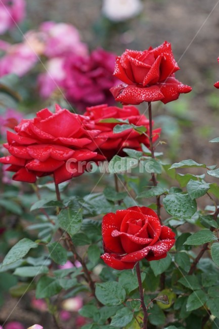 장미,꽃,rose,식물,자연,붉은장미,정열,5월,그린,flower,장미꽃,nature,식물,자연,plants,nature,꽃,flower