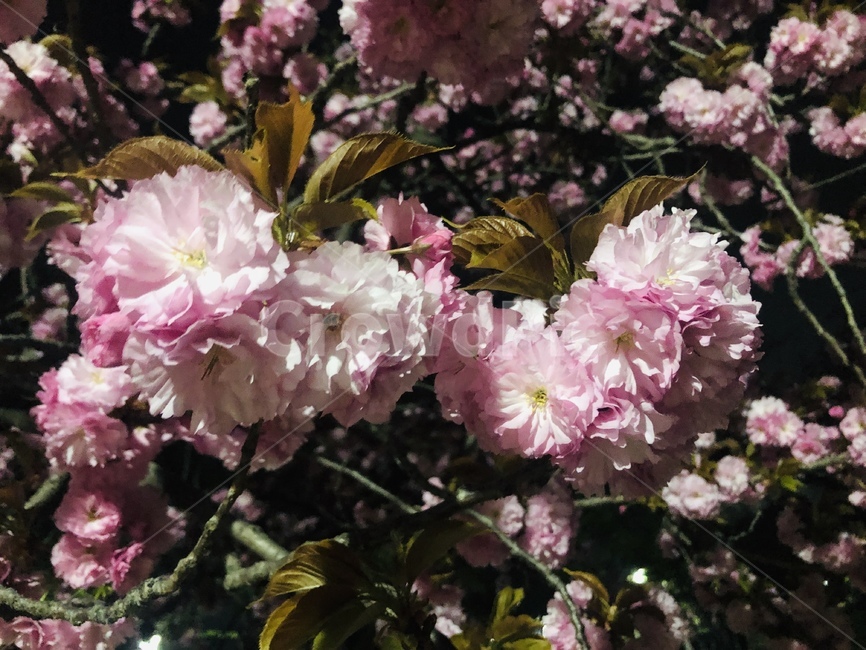 자연,벚꽃,봄,따뜻한,감성적인,감성,감성사진,blossom,flower,plant,식물,식물,자연,plants,nature,꽃,flower