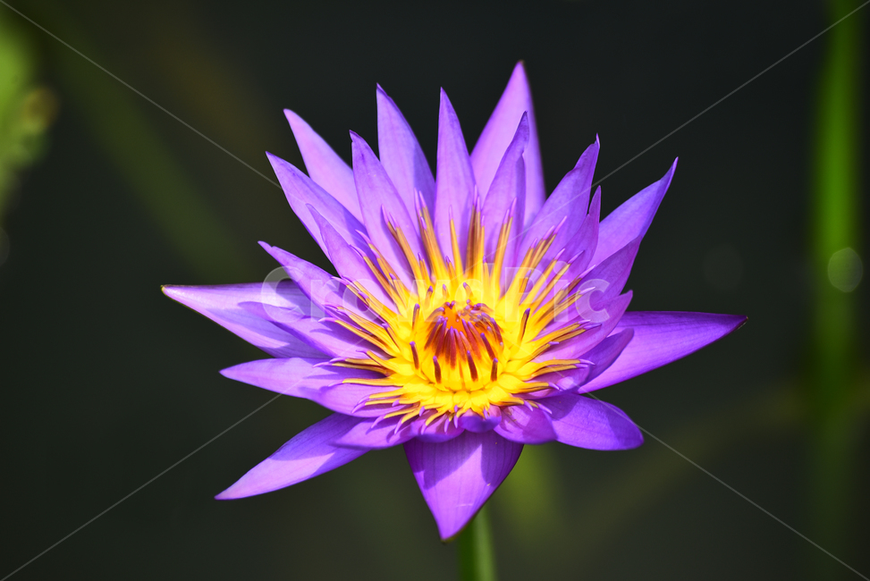 수련,열대식물,수생식물,식물,꽃,여름꽃,꽃송이,화려함,아름다움,flowers,waterlily,분홍색꽃,꽃술,한송이,개화,활짝피다,배경,바탕,백그라운드
