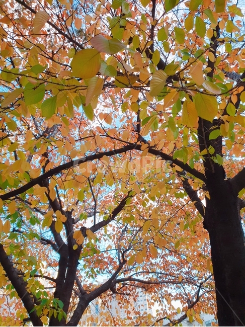 가을,낙엽,나무,자연,잎,가을,계절,fall,autumn,season,식물,자연,plants,nature,나무,trees,wood