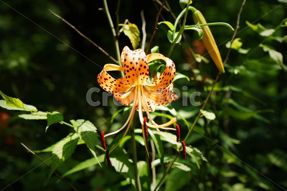 참나리,자연,반점,호랑이,숲속,tigerlily,crumblelily,nature,tiger,forest,woods,식물,자연,plants,nature,꽃,flower