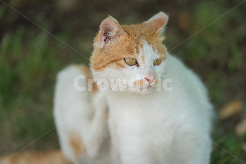 cat,고양이,animal,동물,길고양이