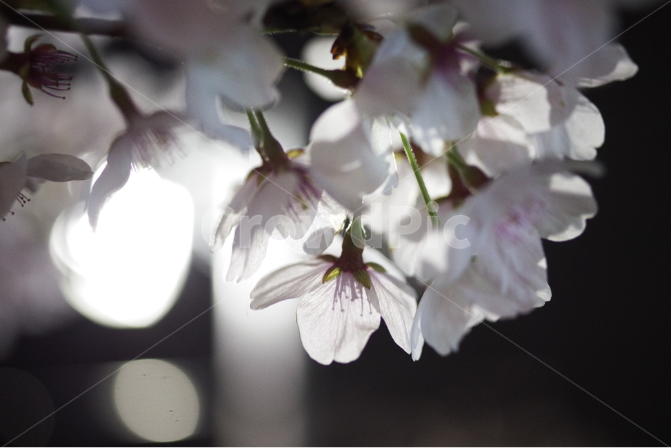 봄,벚꽃,야경,봄꽃,자연,밤,가로등,배경화면,바탕화면,계절,꽃잎,nature,beauty,beautiful,cherryblossom,spring,season,springflower,petal,sakura,night,bulb,light,background,flower,봄,계절,spring,season,식물,자연,plants,nature,꽃,flower,plant,blossom