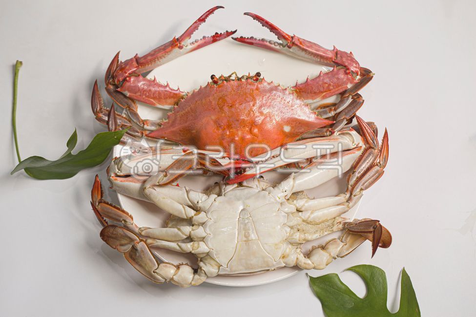 꽃게,숫꽃게,활꽃게,제철꽃게,가을꽃게,해산물,갑각류,꽃게찜,게찜,집게다리,게살