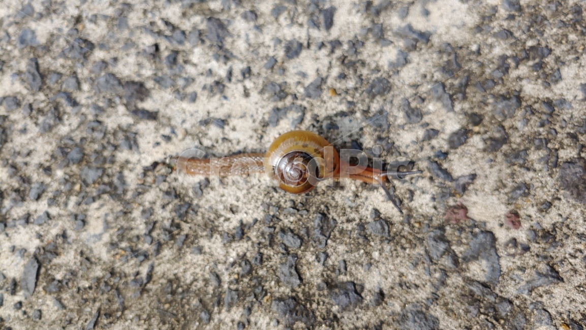 달팽이,snail,caracol,улитка,蝸牛