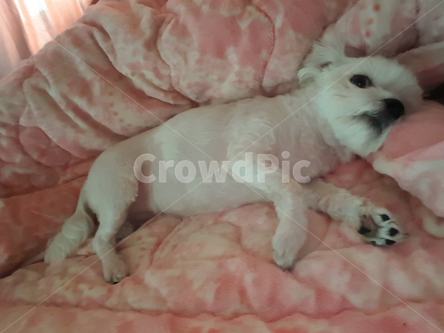 개,이불,댕댕이,dog,동물