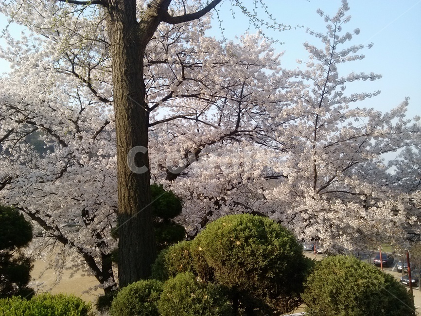 벗꽃,봄,나무,화사,활발,꽃,봄,계절,spring,season,자연,풍경,nature,landscape,plant,식물,flower,blossom