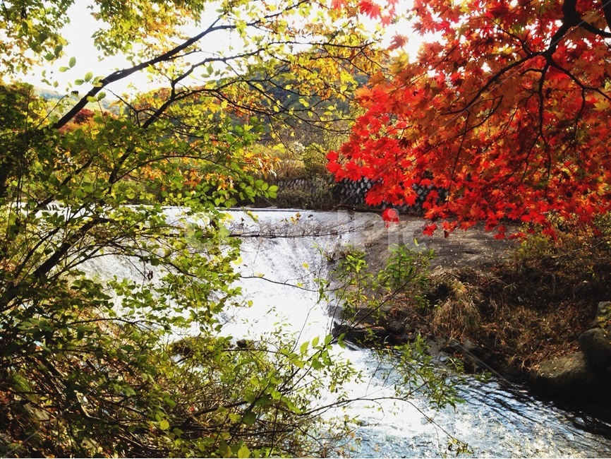 가을,단풍,한국풍경,수락계곡,색감,가을,계절,fall,autumn,season,자연,풍경,nature,landscape,plant,식물,leaf,잎,tree,나무