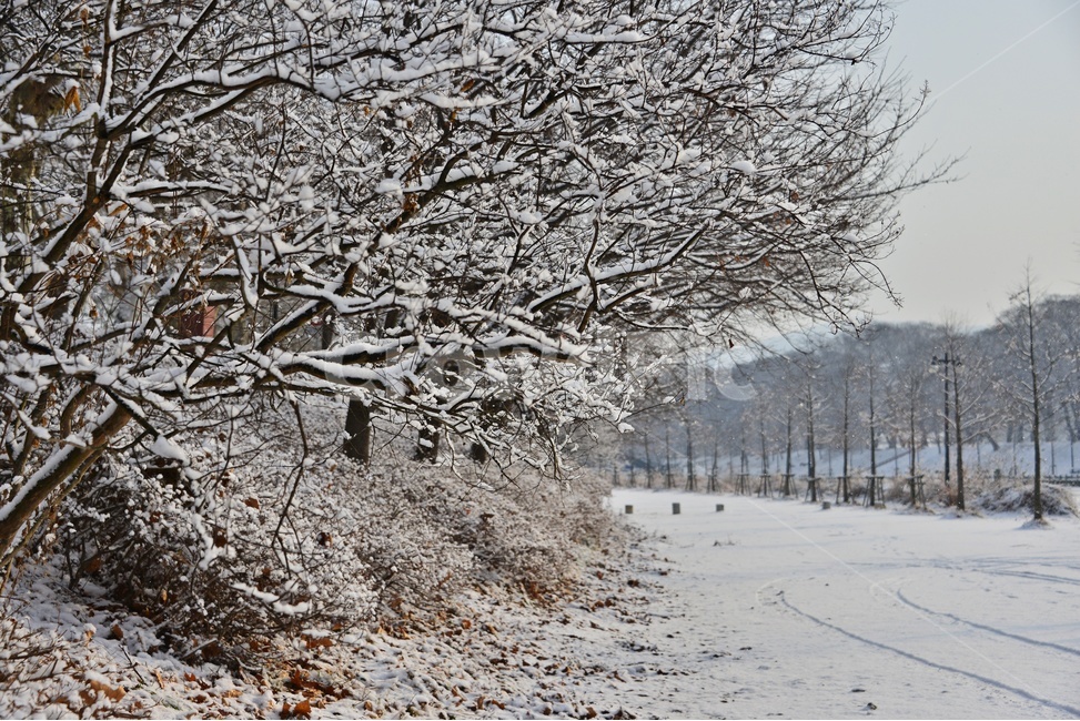 plant,식물,tree,나무,winter,겨울,blizzard,눈보라,nature,자연,outdoors,옥외,snow,눈,담양,관방천,관방제림,관방천설경,관방제림설경