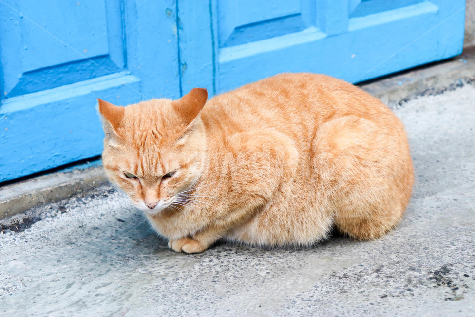 고양이,동물,반려묘,cat,애완묘,animal,생명,동물,animal,포유류,mammal,고양이,cat,kitten,kitty