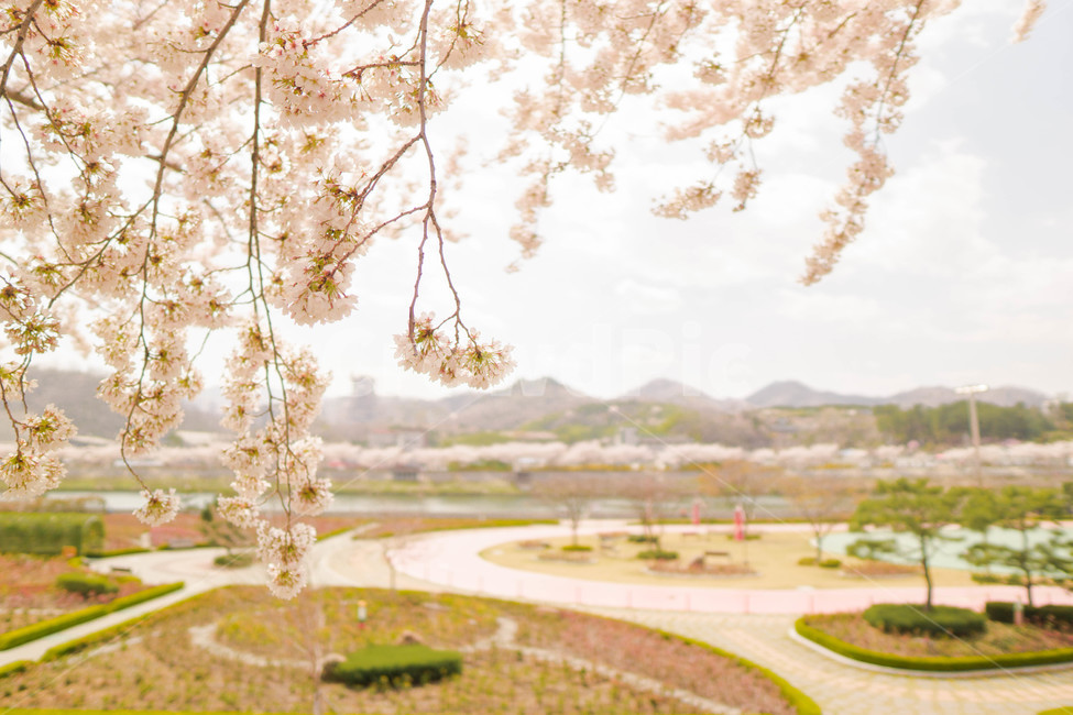 벚꽃,봄,따뜻함,벚꽃나무,맹방벚꽃축제,자연,풍경,nature,landscape,plant,식물