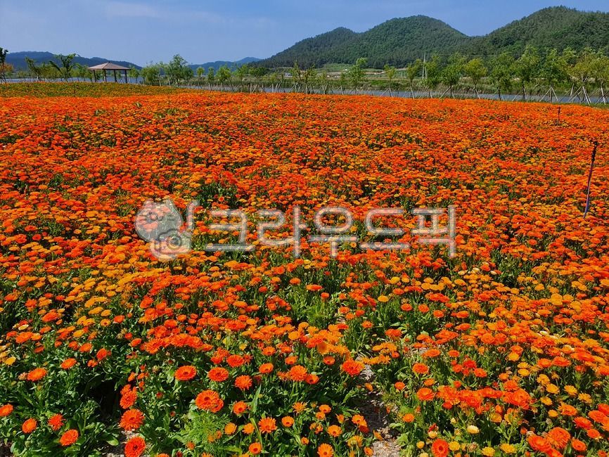 금잔화,진도지산면,꽃,flower,풍경