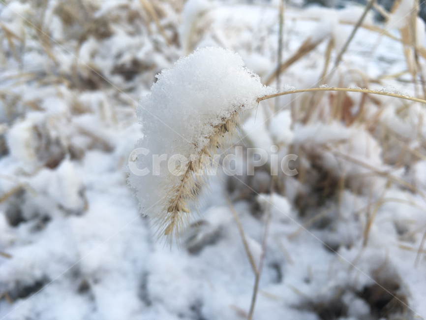 눈,아침,snow,snowyscene,morning,강아지풀,풀,grass,겨울,계절,winter,season
