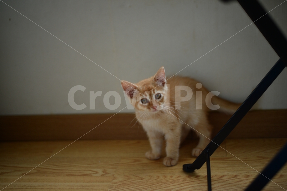 고양이,아비시니안,아비니시안,아기고양이,아깽이,새끼고양이,동물,애완묘,동물,animal,포유류,mammal,고양이,cat,kitten,kitty