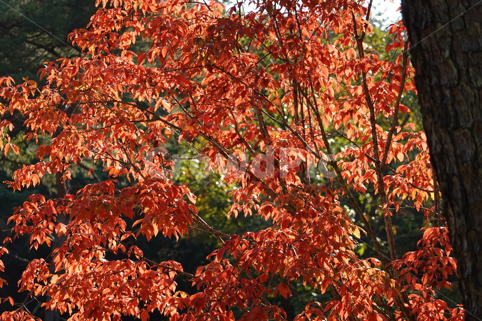 가을풍경,가을,낙엽,단풍,빛,가을,계절,fall,autumn,season,leaf,잎,plant,식물,tree,나무,maple